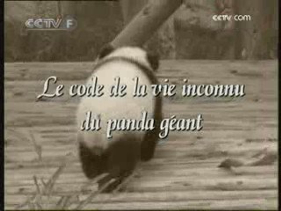 Le code de la vie inconnu du panda géant