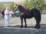 LES PERCHERONS DU FAYET