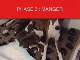 LA DURE VIE DE 6 CHIOTS BASENJI DE 2 SEMAINES