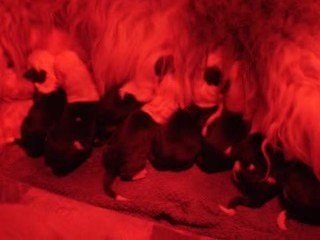 les bébés têtent encore et encore