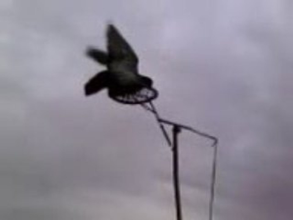 Appelant vivant sur palette