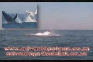 Advantage Tours, whale watching south africa