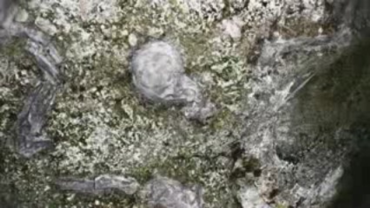 11 - Salle de l'hydropithèque