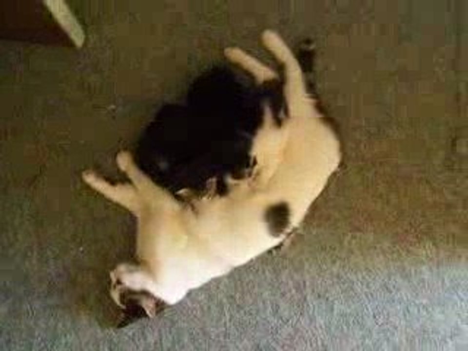 Domino & ses chatons (3)