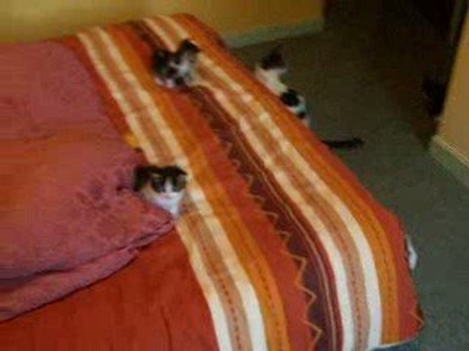 Domino & ses chatons (4)