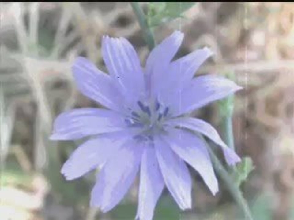 ÇEKİÇ ALİ - Doğar Yaz Ayları Çiçekler Açar