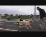 07 - Les chiens guides d'aveugles 1(2)