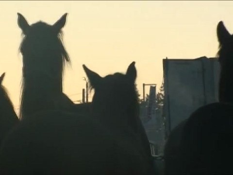 Poney Club de Combourg. L'achat de poneys