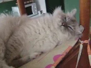 Diamant sacré de Birmanie