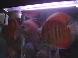 karma diskus akvaryumum