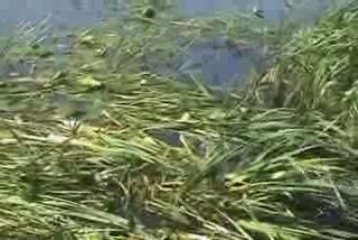 How to cut cattails