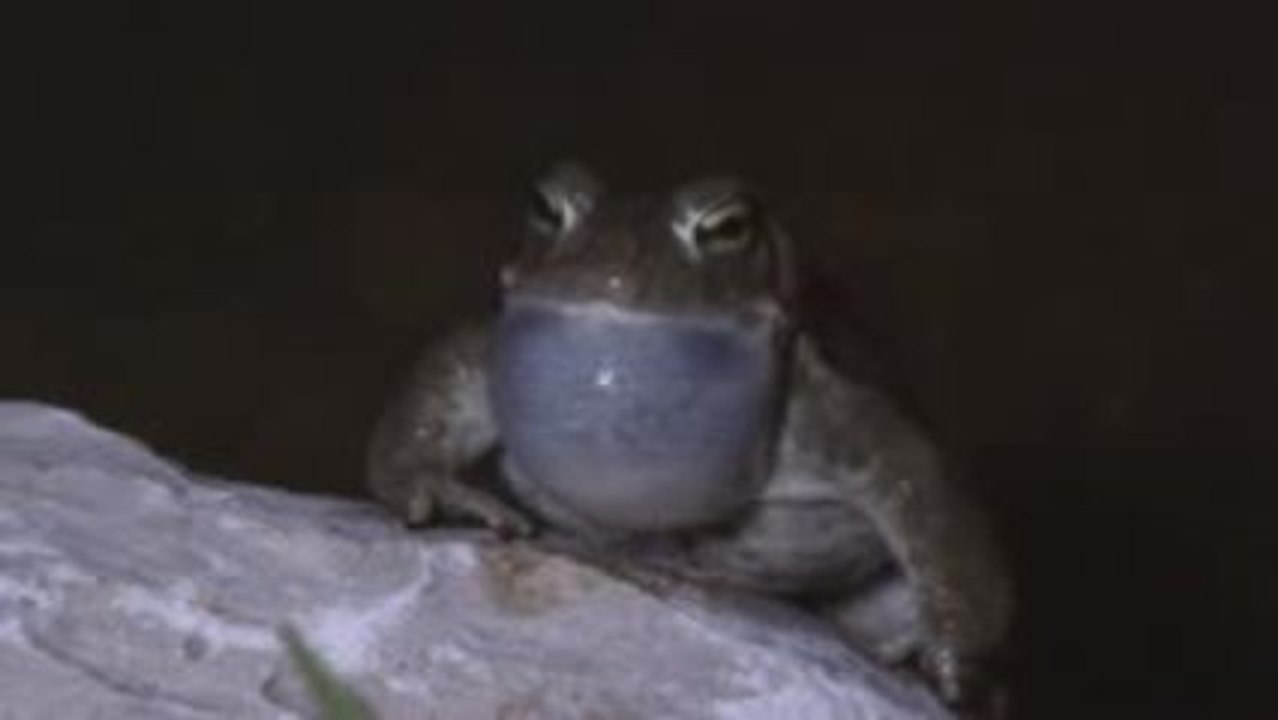 Des crapauds dans la ville