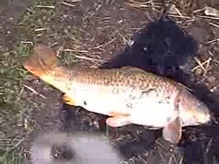 TATOO23  Carpe de 11,200 KG  "partie "2"