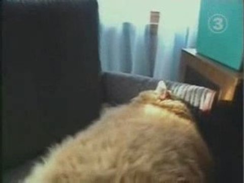 Le plus gros chat du monde