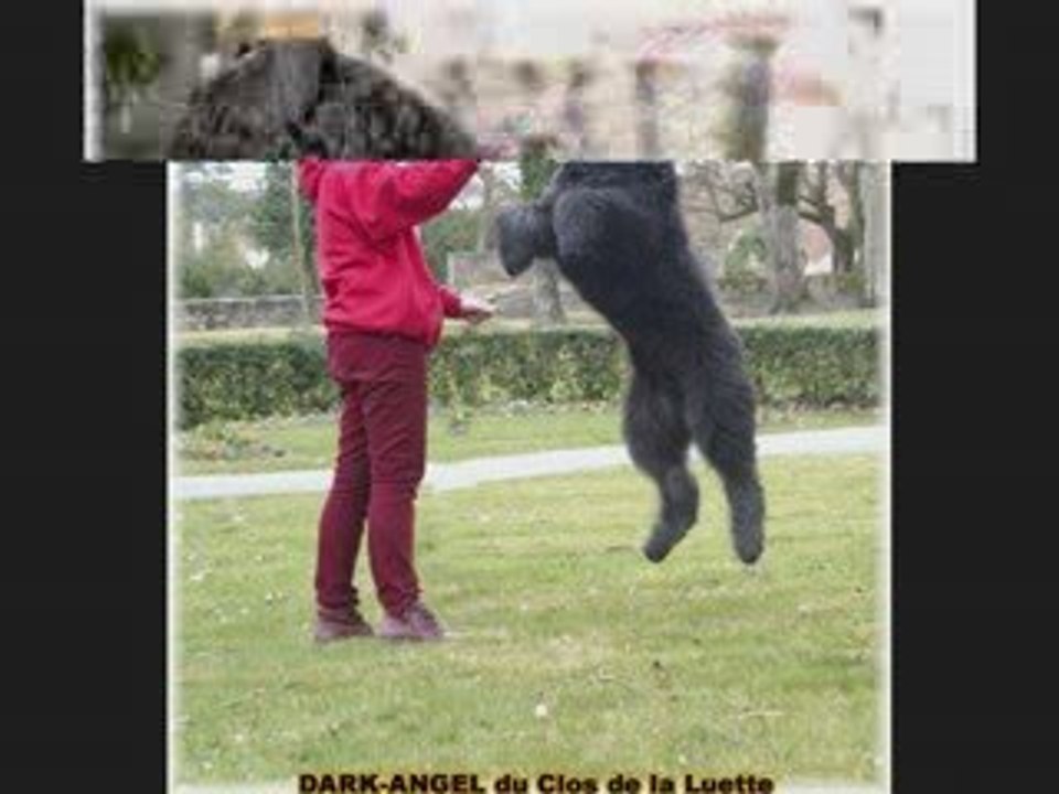 BOUVIER DES FLANDRES  http://www.bouviersdesflandres-chiots