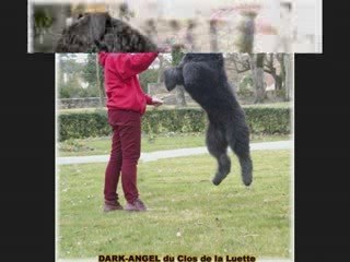 BOUVIER DES FLANDRES  http://www.bouviersdesflandres-chiots