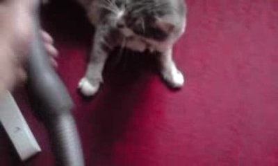 Brossage d'un chat avec aspirateur