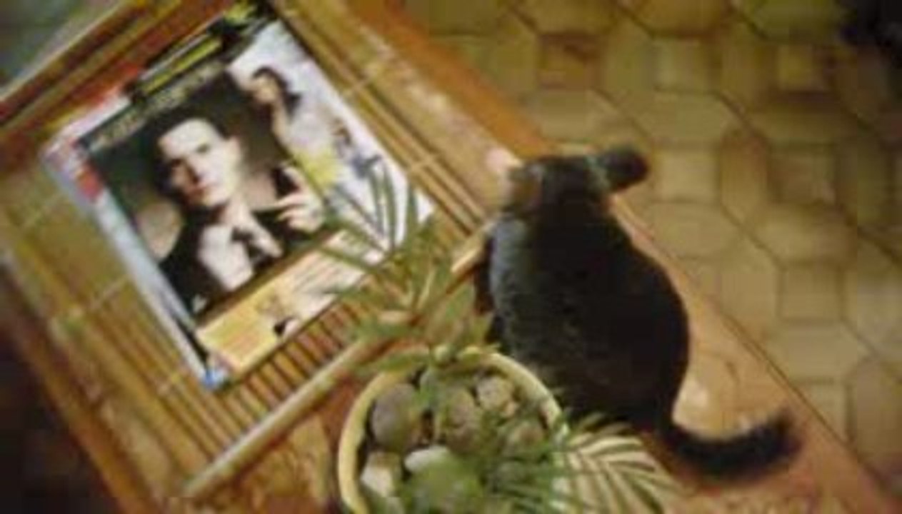rocco le chinchilla