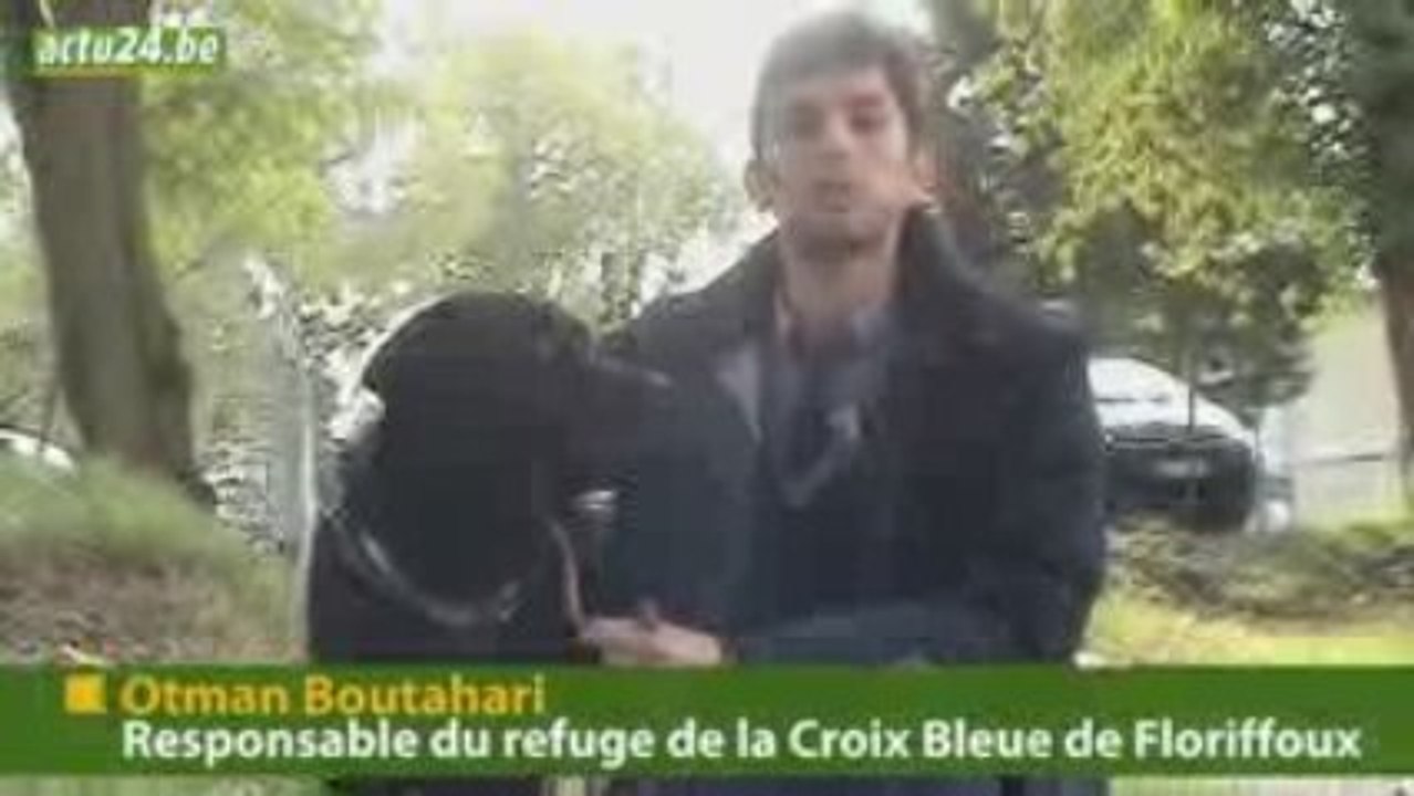 Actu24 - Chien à donner, Jumbo cherche famille désespérément