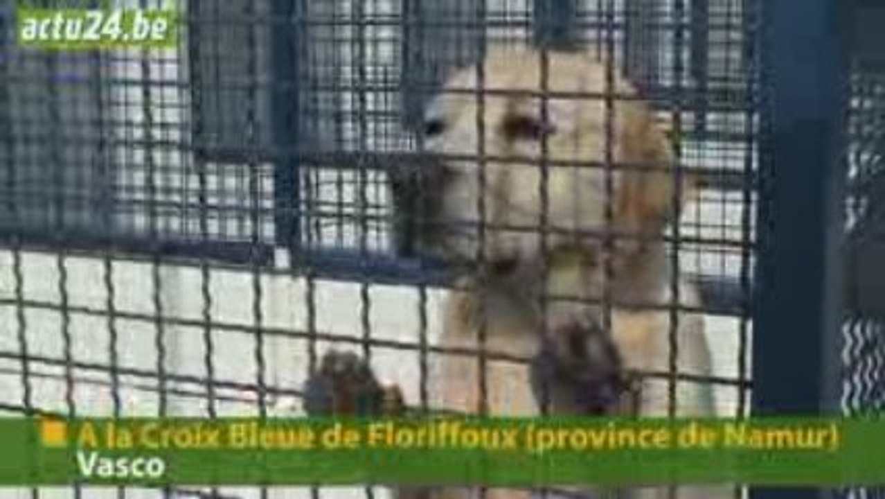 Actu24 - Chien à donner, Vasco cherche famille désespérément