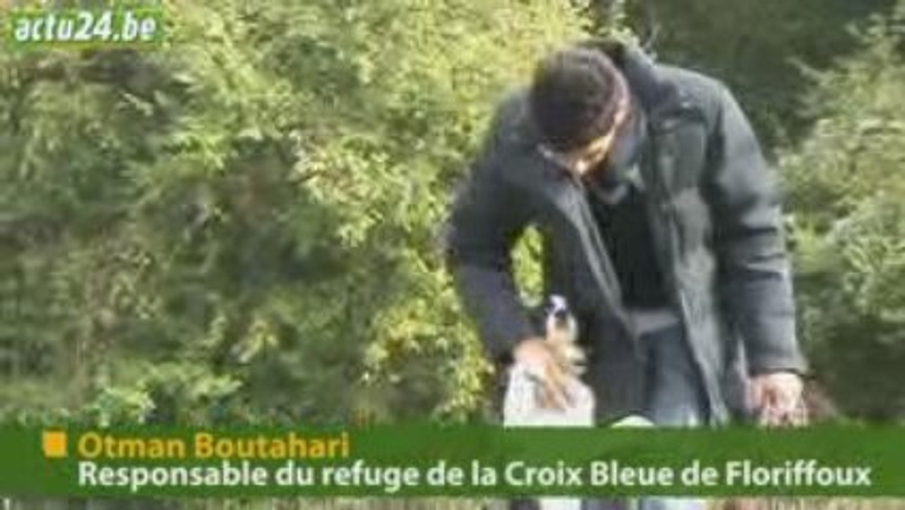 Actu24 - Chien à donner, Nina cherche famille désespérément