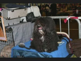 Havanais, Hédior en expo