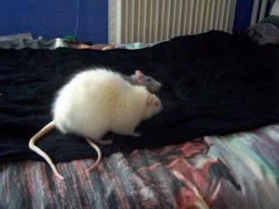 Présentation Sharingan-Tsukiyo jour 1