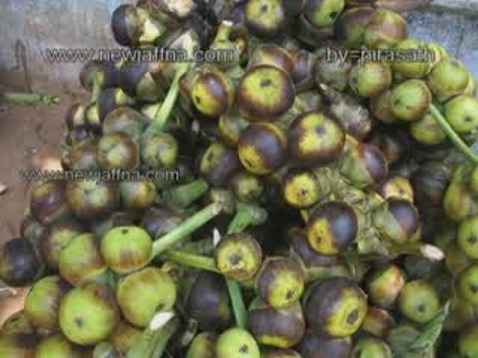 JAFFNA யாழ் ஞாபகம் 14