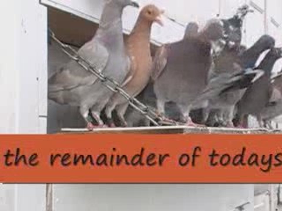 Pigeon Pals Daily Racing Club 98 Go Sally Go