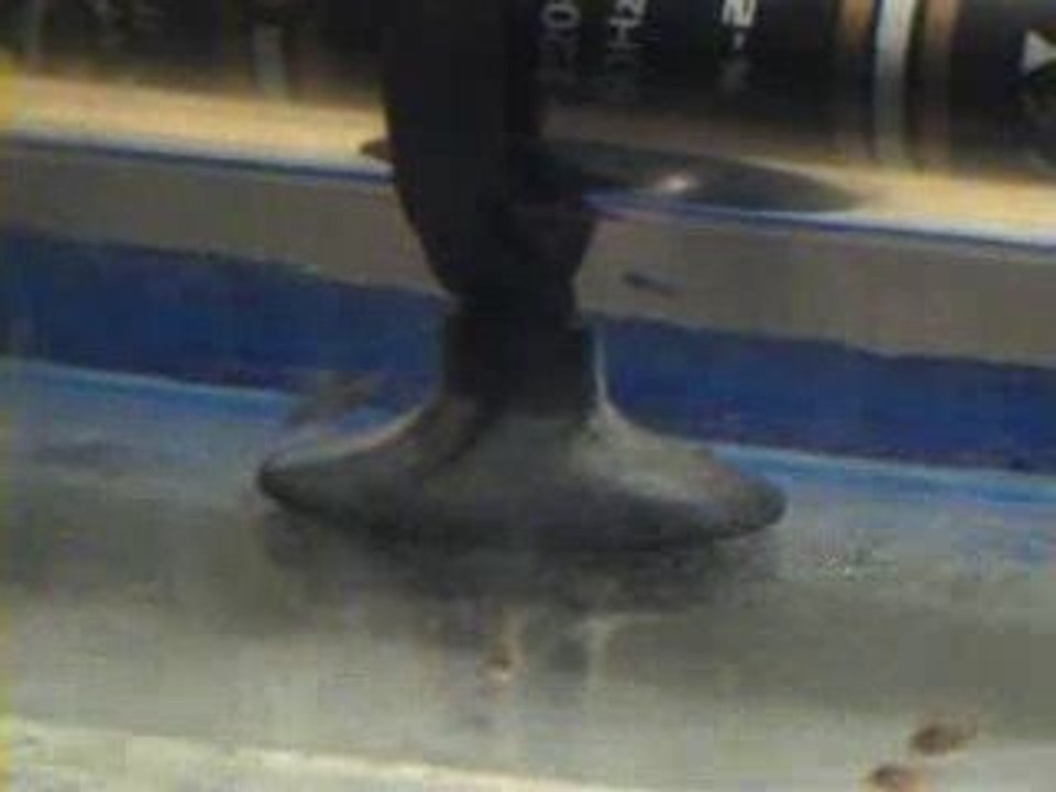 26 günlük melek yavruları