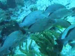 poisson du Mexique
