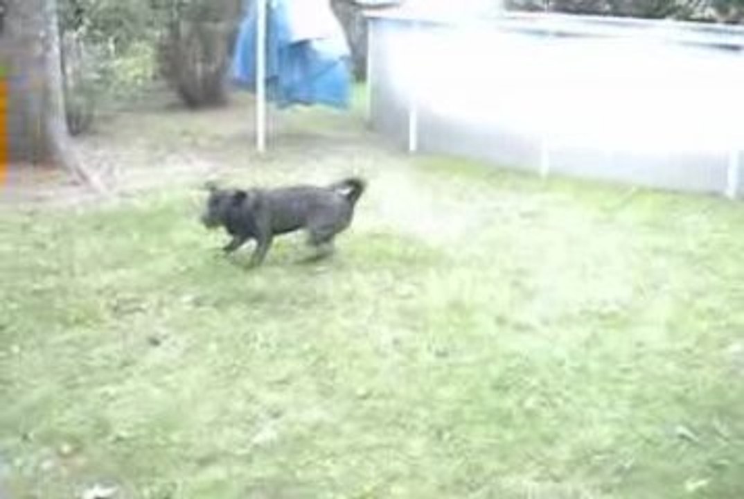 Wally-on-the-run