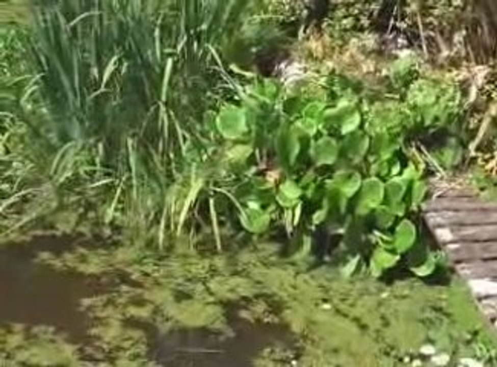 les auxilaires du jardin