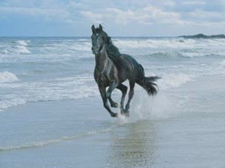 Carribean Blue Enya