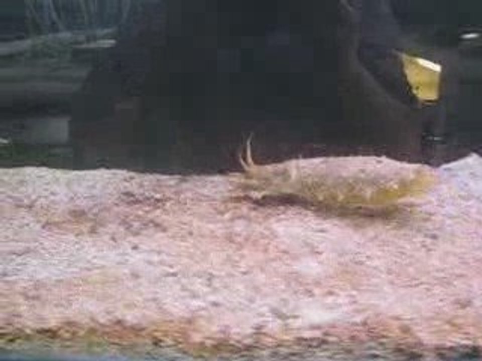 Seiche en chasse!