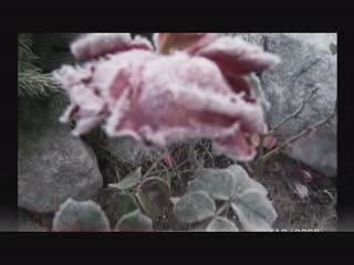 "Ośnieżone róże" இڿڰۣ-- LOUIS ARMSTRONG -LA VIE EN ROSE