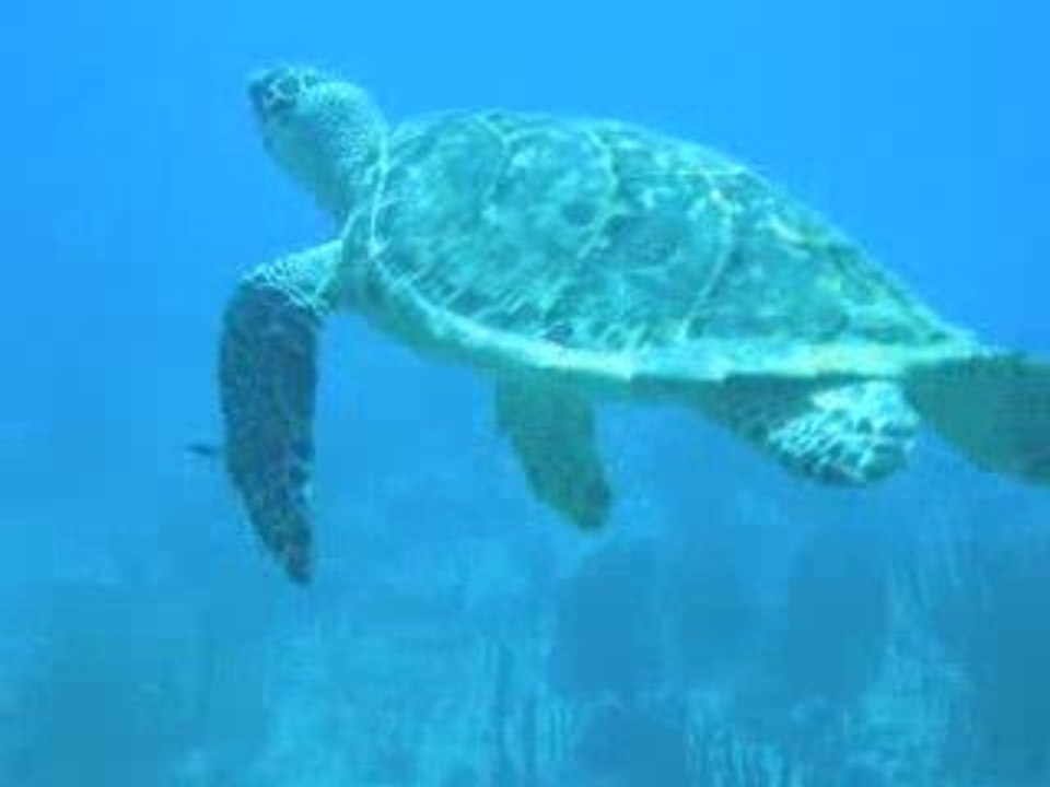 TORTUE MEXICAINE