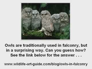 Owls in Falconry