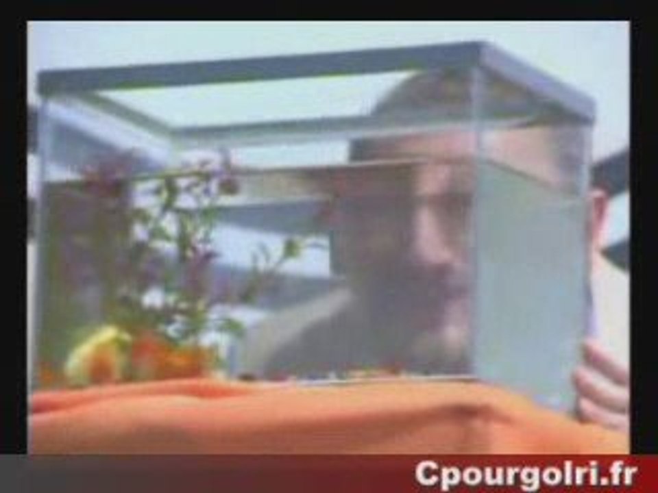 les robins des bois : sda