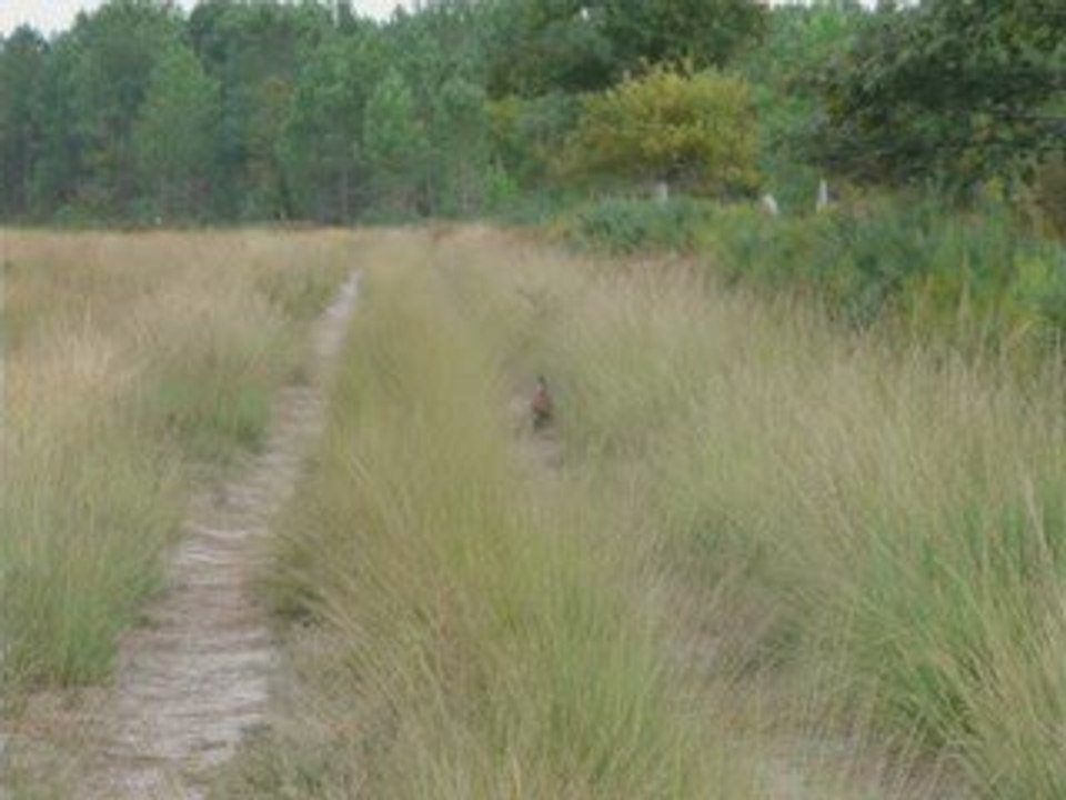7oct09 chant du faisan