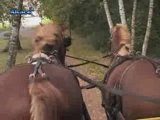 Le retour du cheval en ville (Alsace)