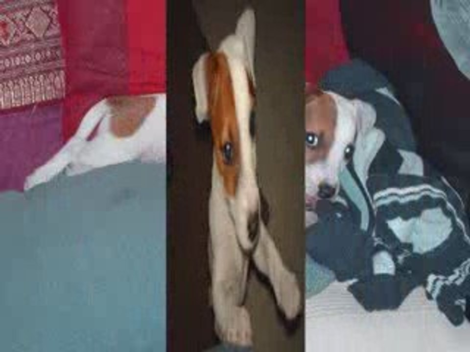 Nala Jack Russel
