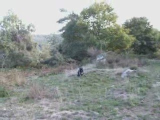 a la poursuite du lapin loll