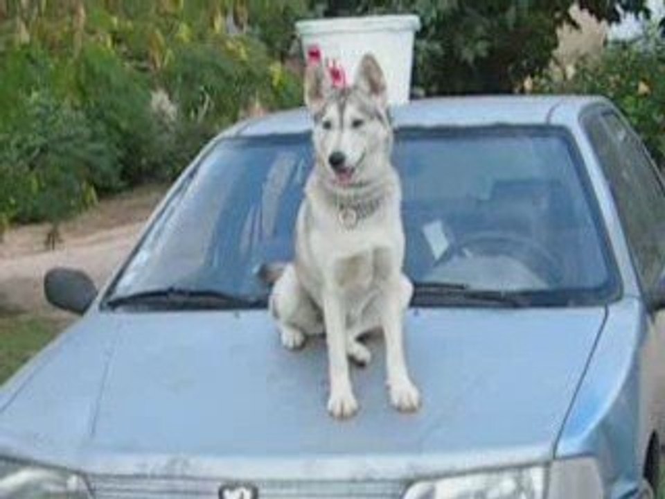 Delyna ,Cheyenne et Era