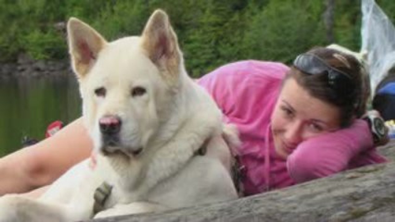 Kailash mon Akita Americain