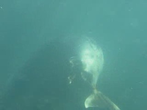 Petit salto de phoque