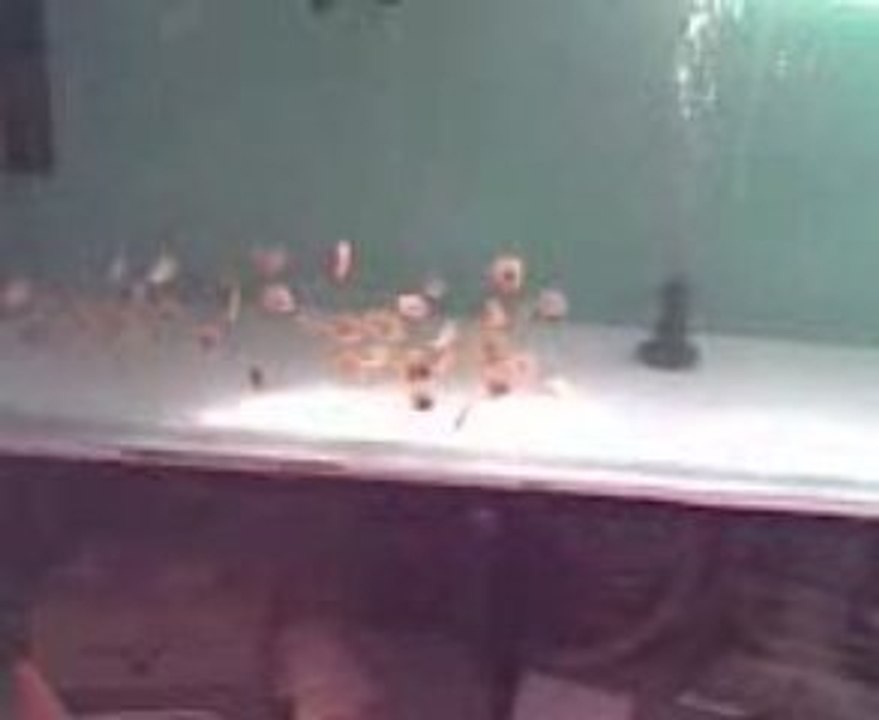 Video002
