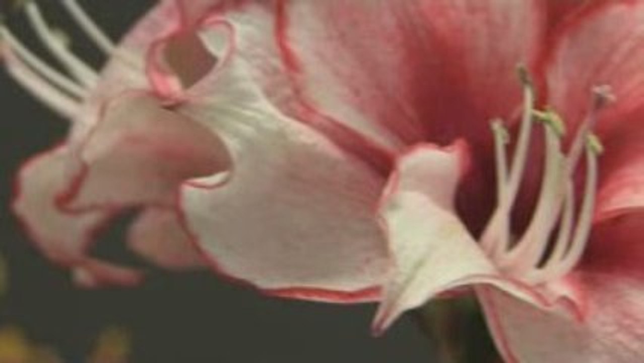 Hôtel Costes 11 by Stéphane Pompougnac