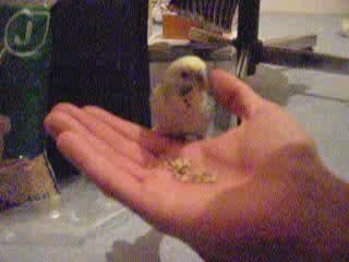 Perruche apprivoisée