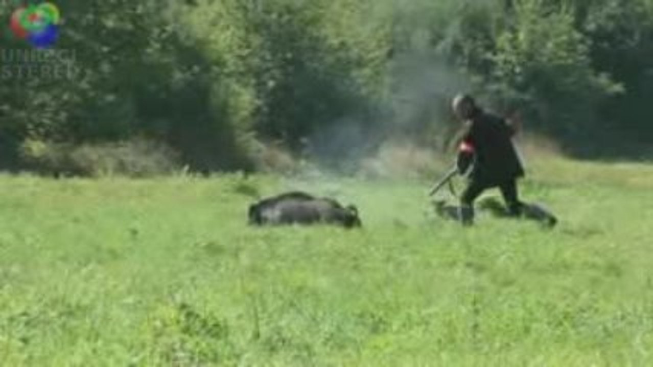 Presque Accident avec un sanglier